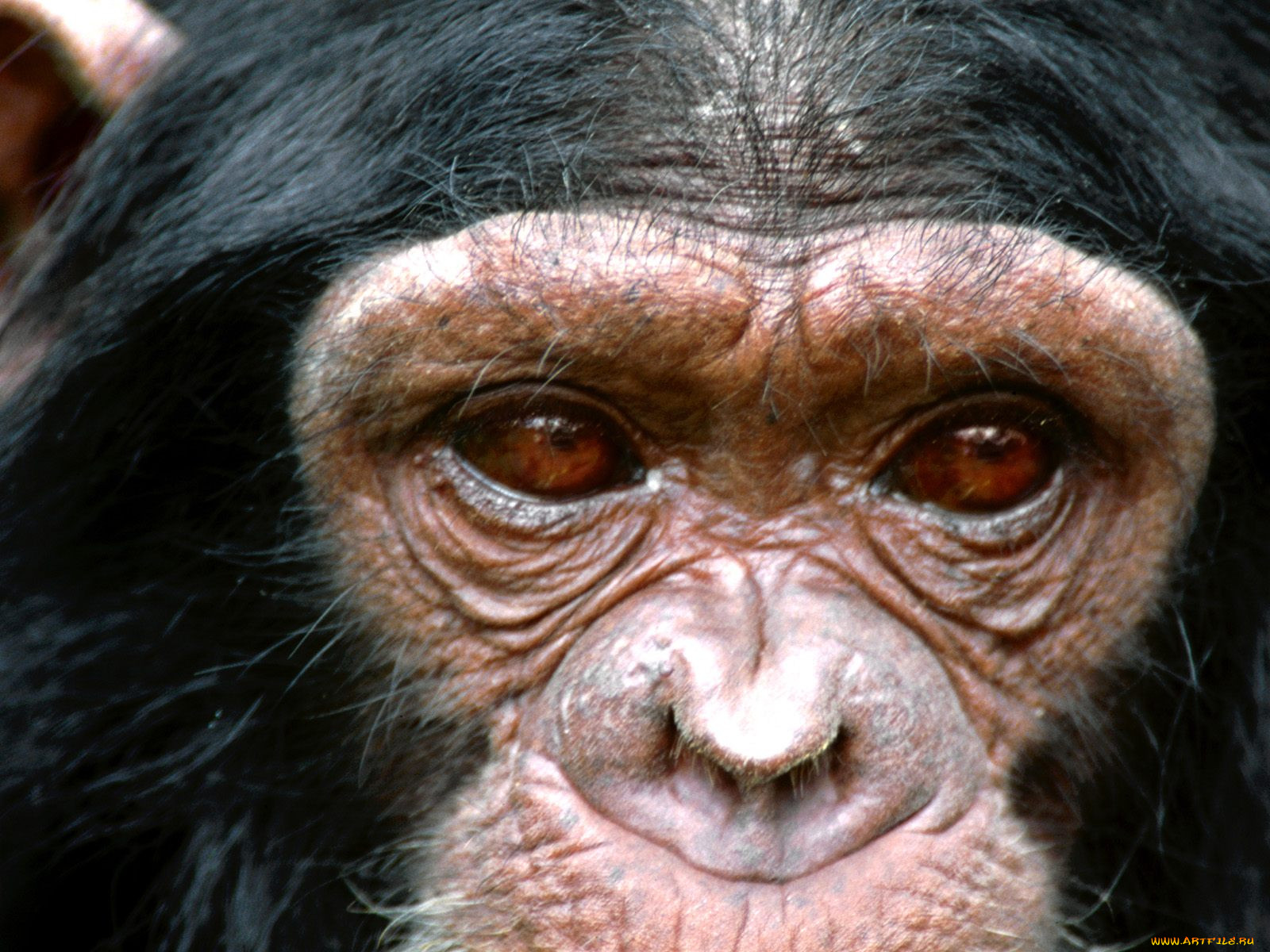 visionary, chimpanzee, , 